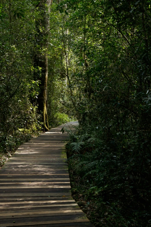 a wooden walkway leading to a tall, green tree