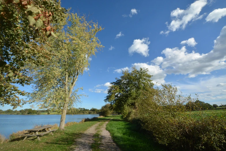 a path going up to a lake through a tree lined park