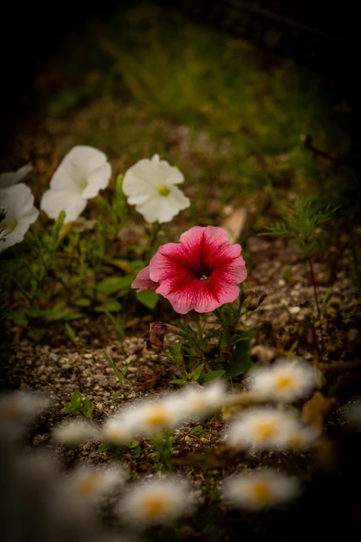 a single pink flower sitting in a field