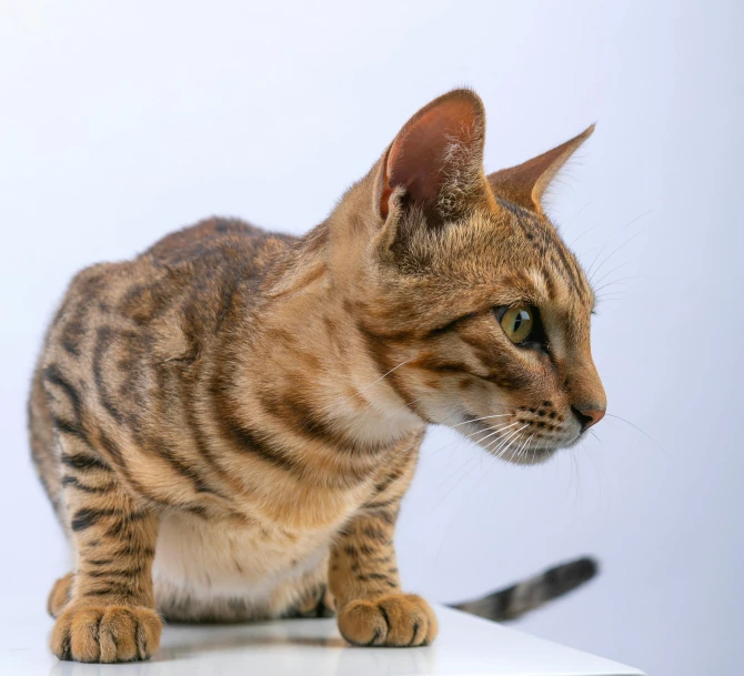 a close up of a cat on a table