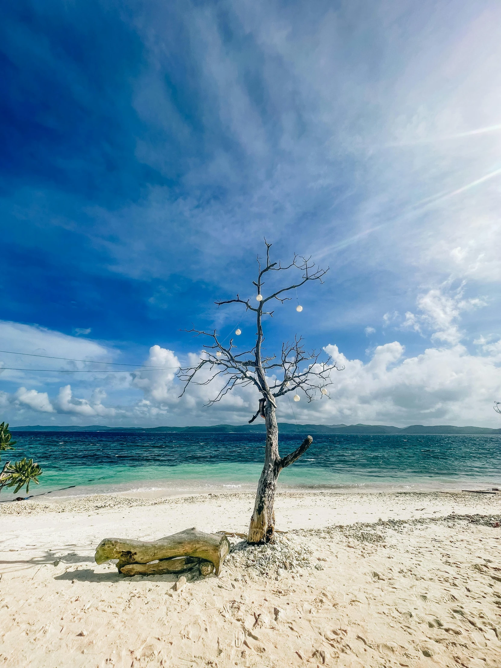 a tree sits on the beach in front of the water