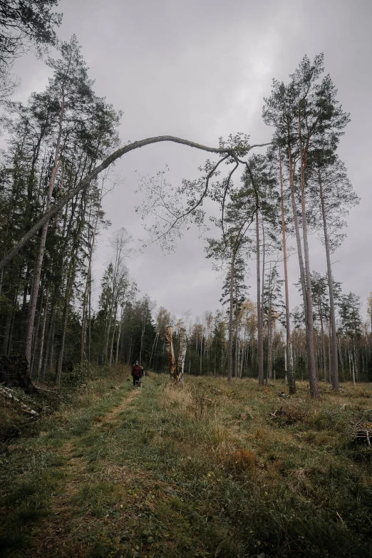 a large archway in the middle of the woods