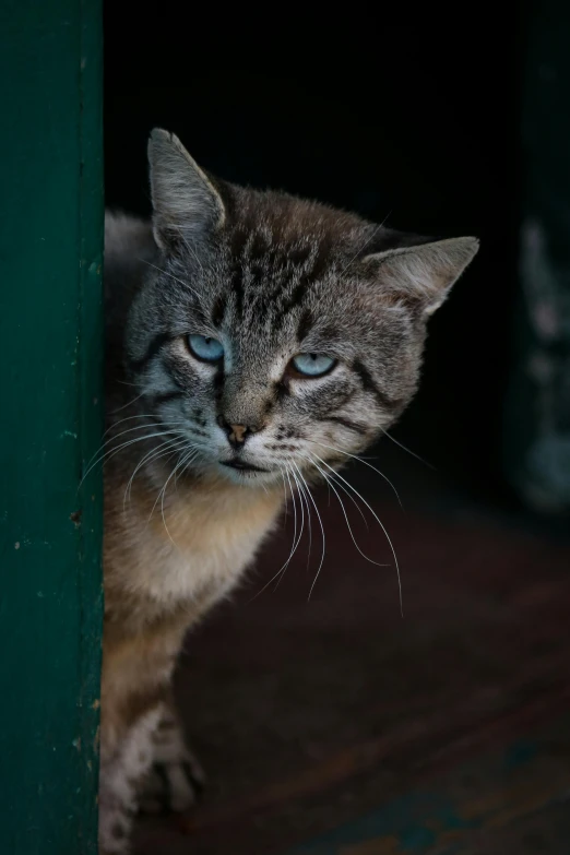 a cat with its face between some door rails