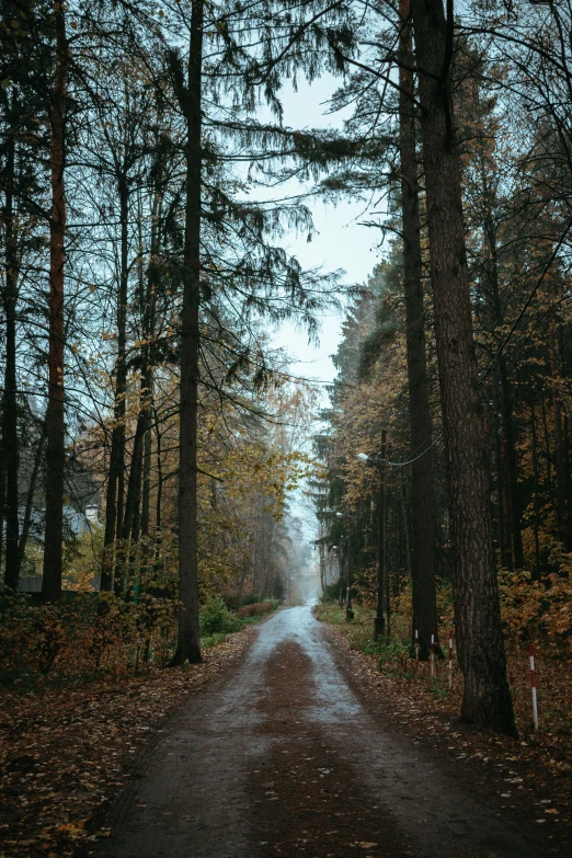 the road is lined with trees in fall