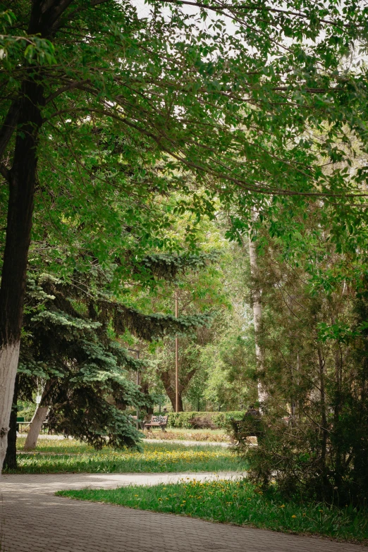 a path is in between two trees and some grass