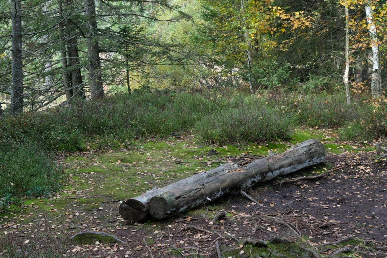 a log laying in the woods next to trees