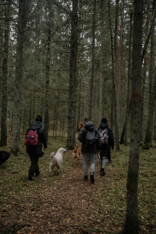 people and dogs are walking through the woods