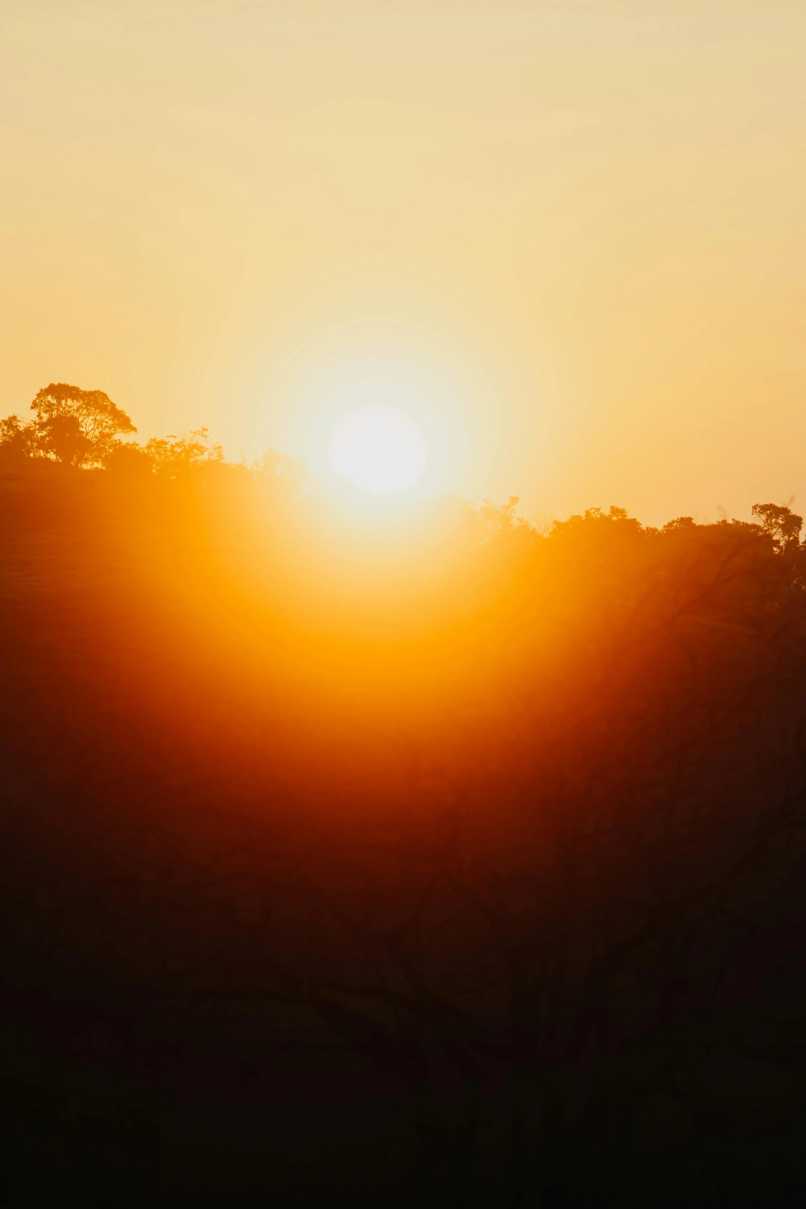 the setting sun above trees is shining brightly