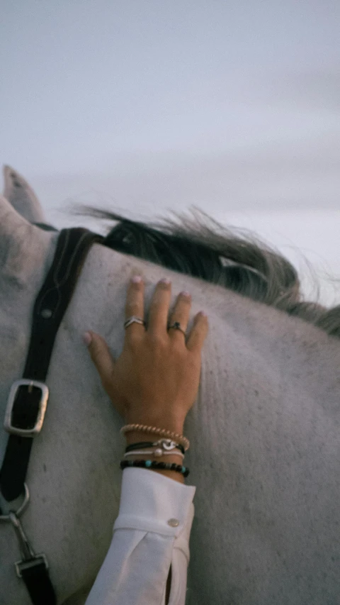 a woman's hand on the back of a gray horse