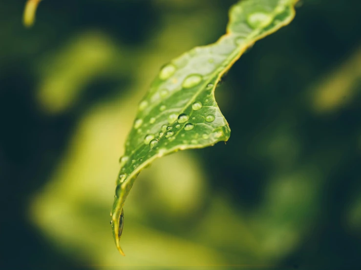 the top edge of a leaf has water droplets on it