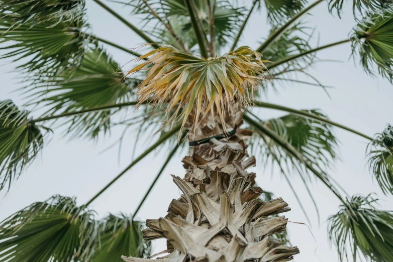 a tall palm tree with lots of leaves