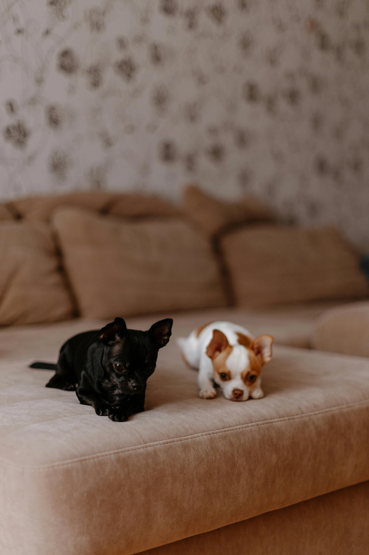 a dog and a puppy laying next to each other on a couch