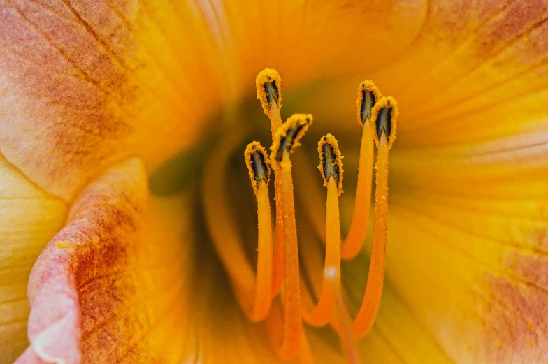 a yellow and pink flower showing four petals