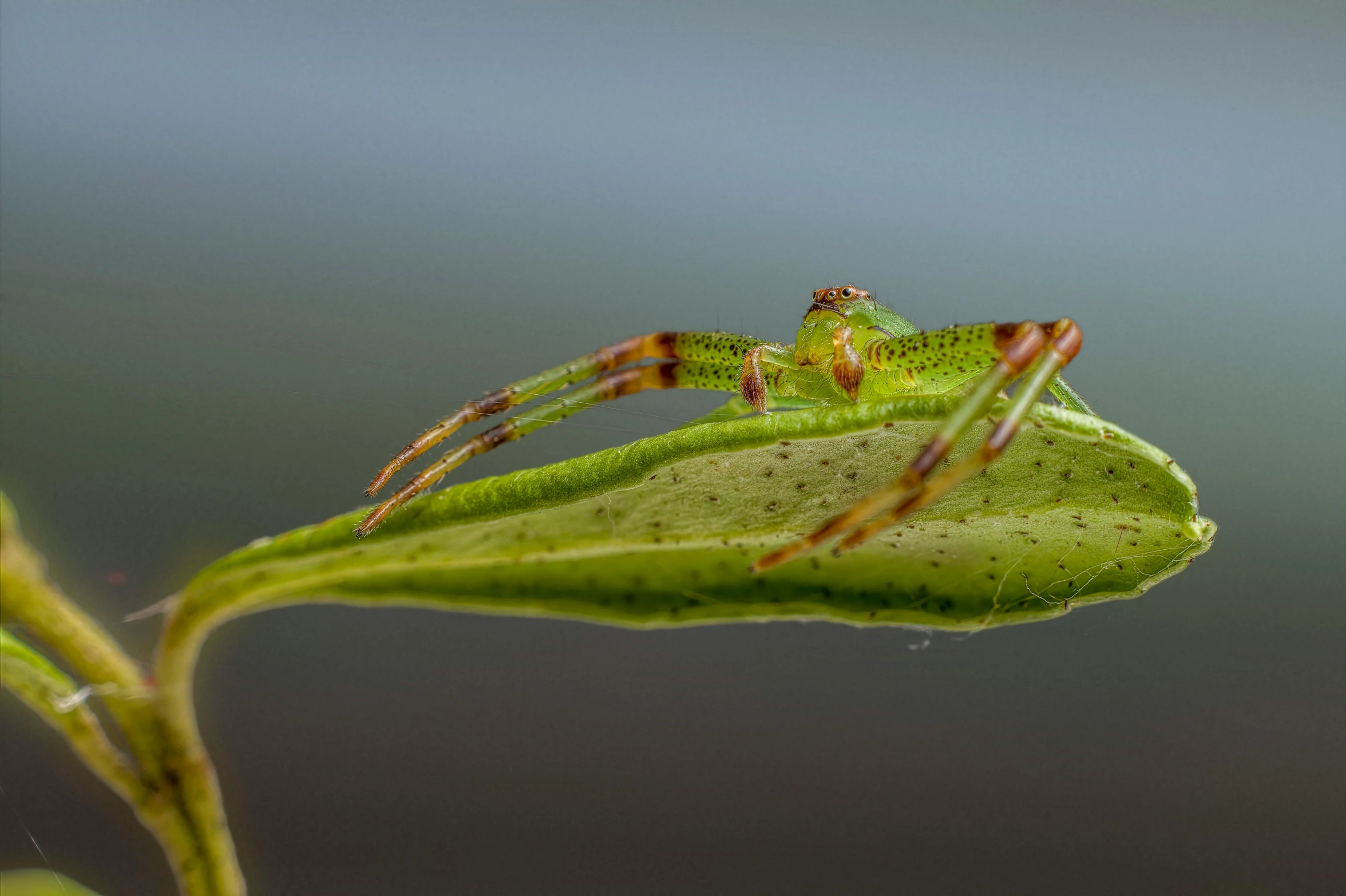 a spider is crawling on a green plant stem