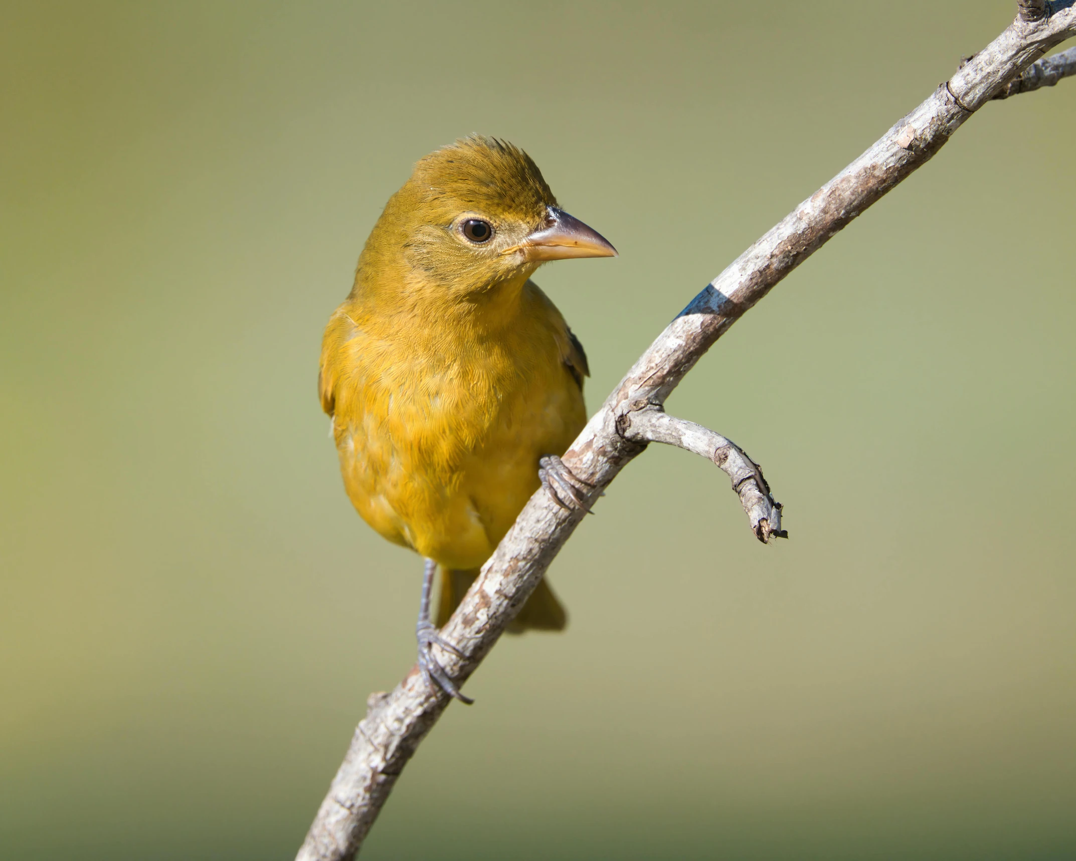 the small yellow bird is perched on the bare tree nch