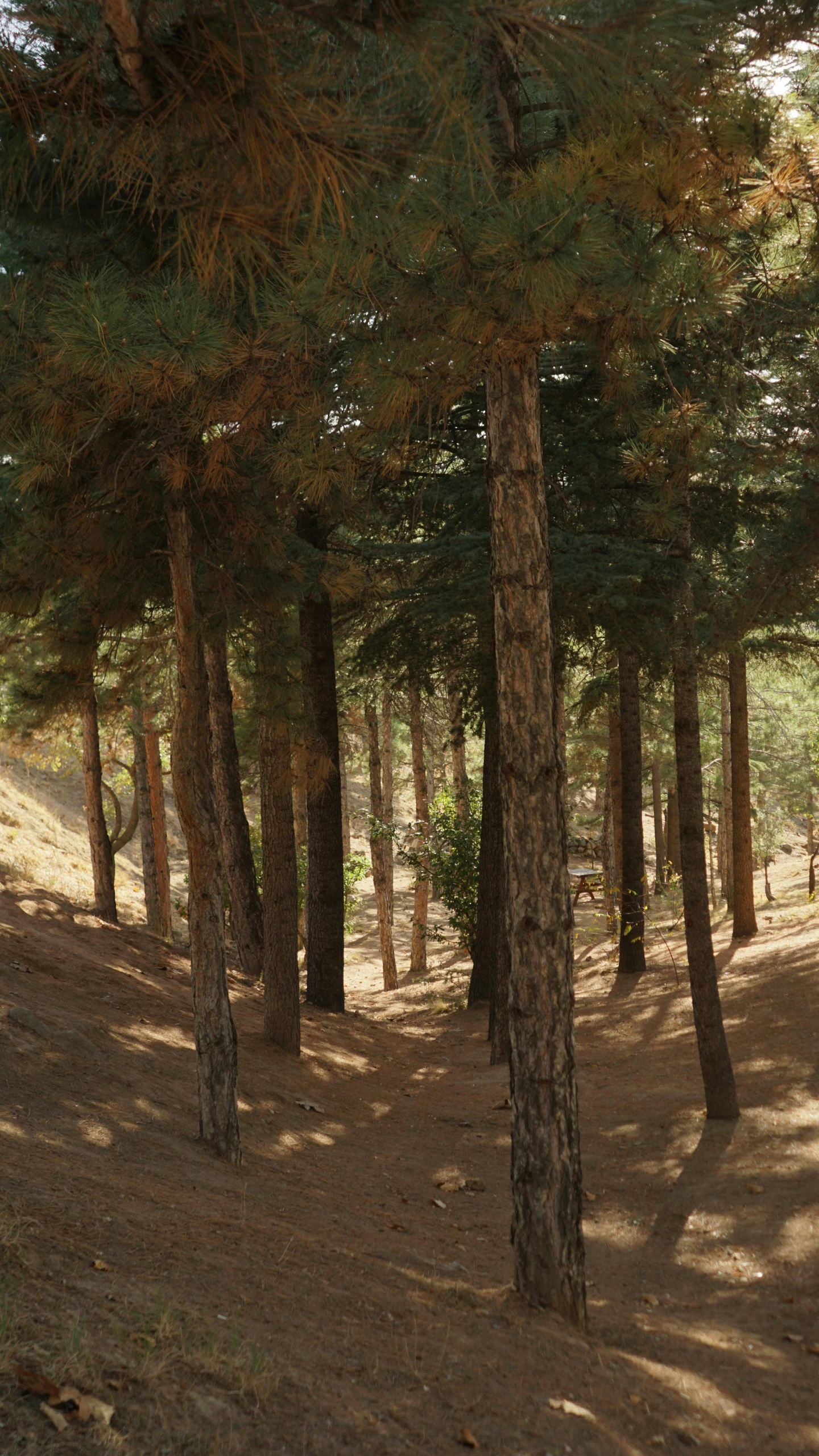 the view of a tree lined hill is almost hidden