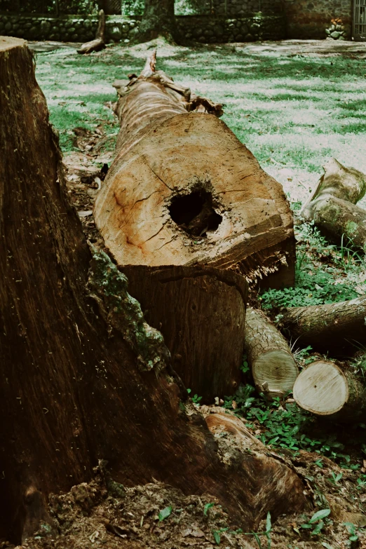 large old stump with some holes in it