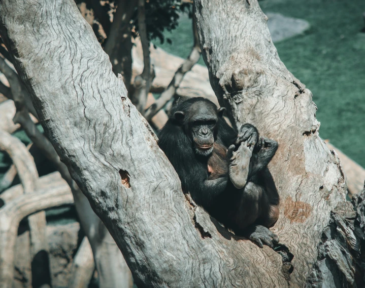 a monkey sitting on top of a tree trunk