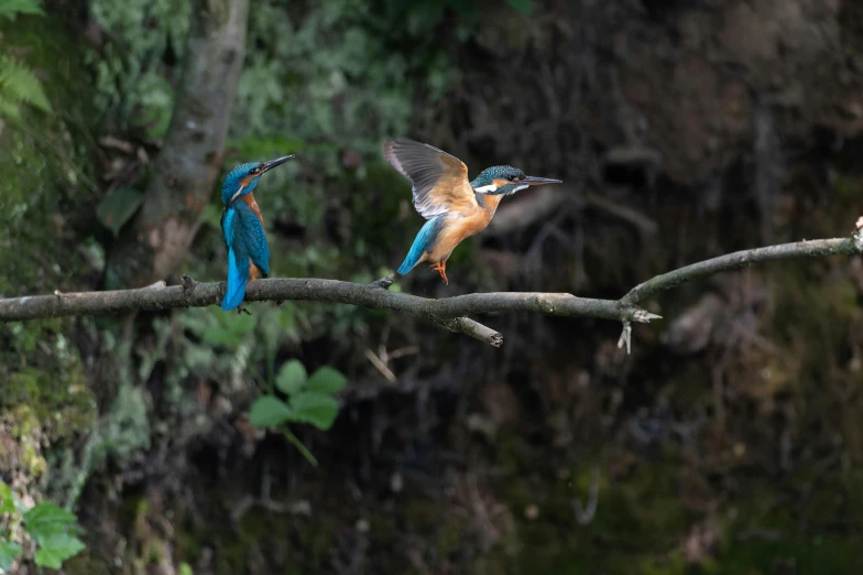 two small birds perched on top of nches in a tree