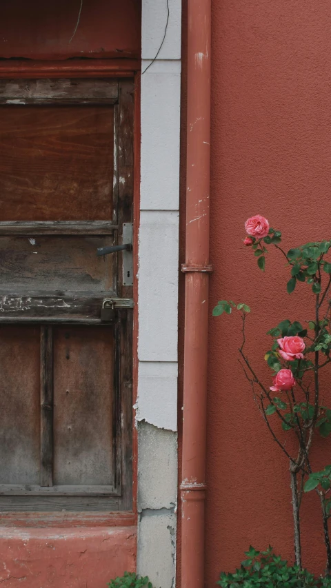 a pink flower that is next to a wooden door