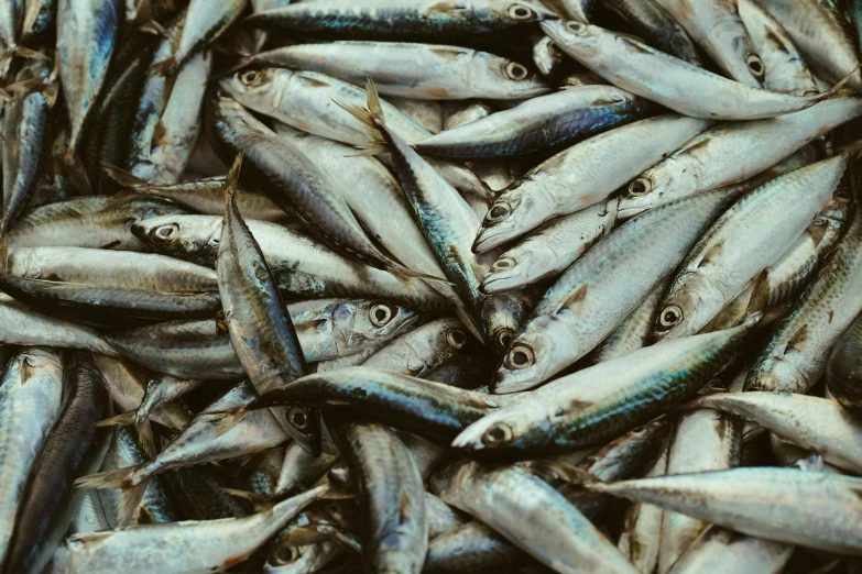 a large pile of sardines in a bowl