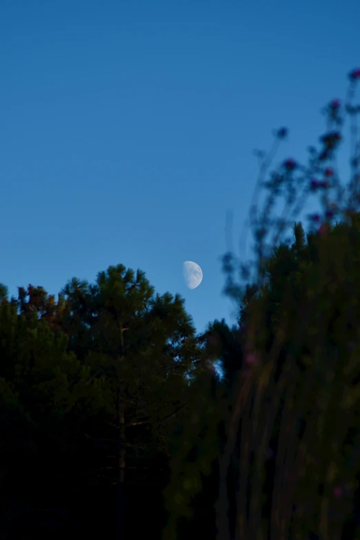 the moon rising in a clear, sky behind trees