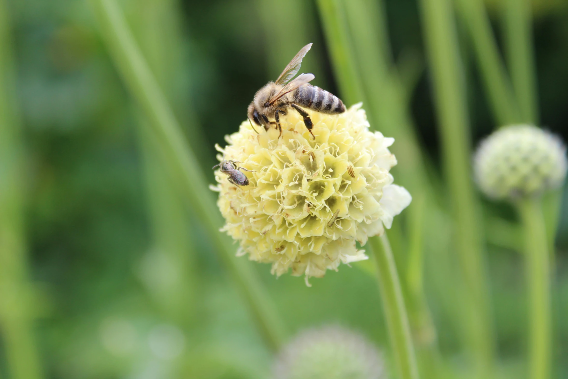 two bees sitting on top of a flower