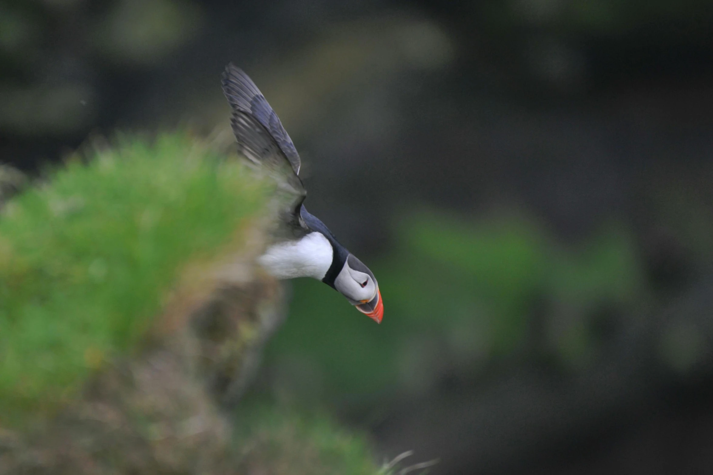 a bird that is flying in the air