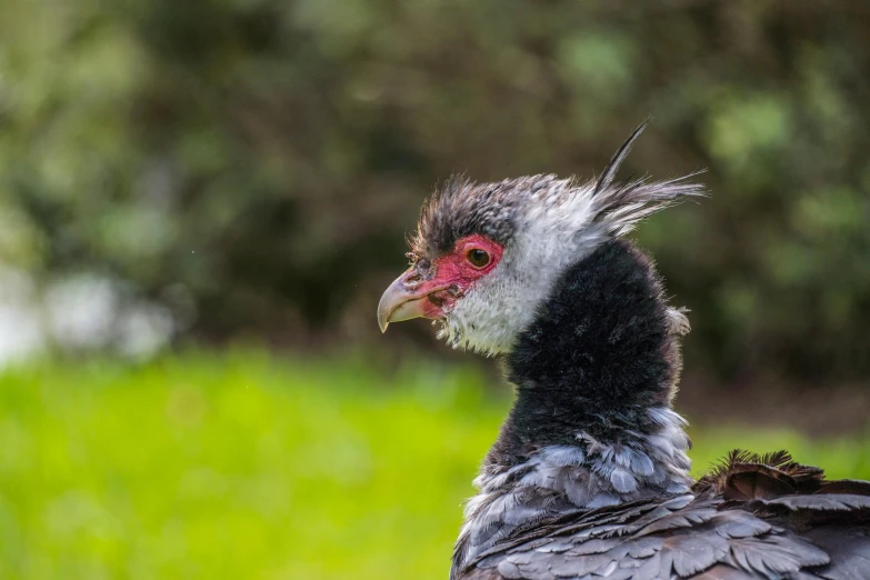 a bird with black and grey feathers sitting in a green field