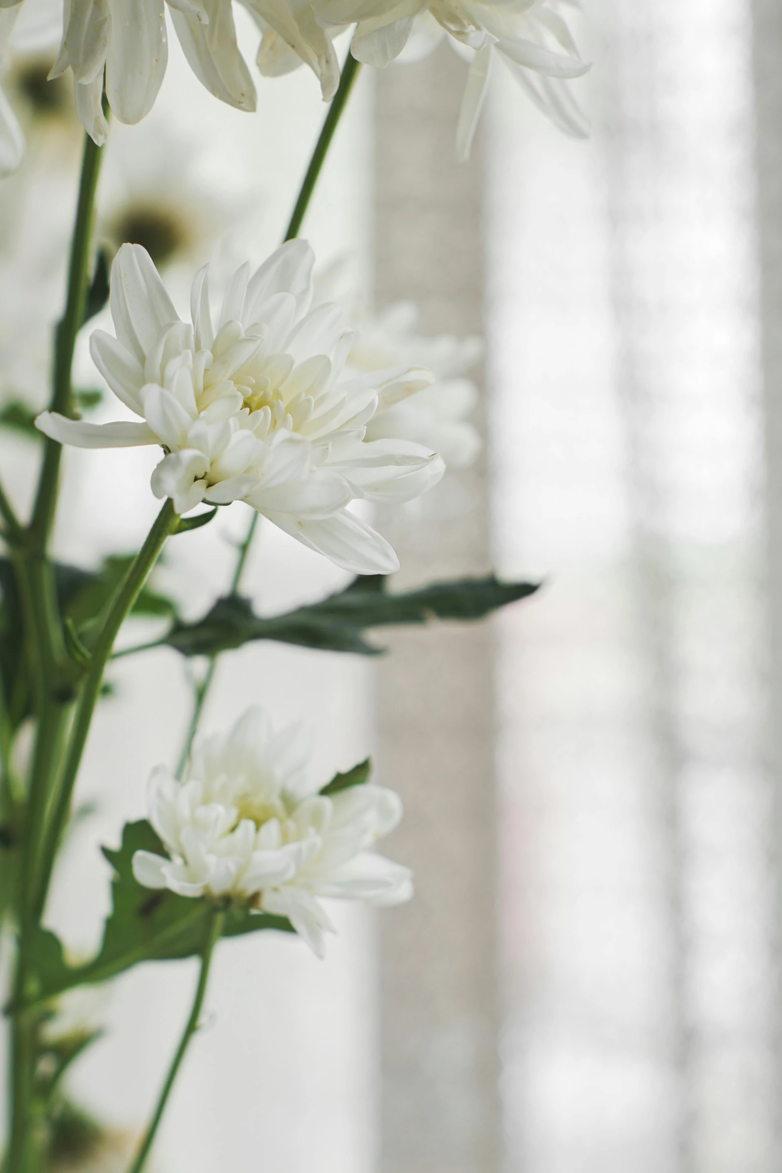 a bunch of white flowers in a clear glass vase