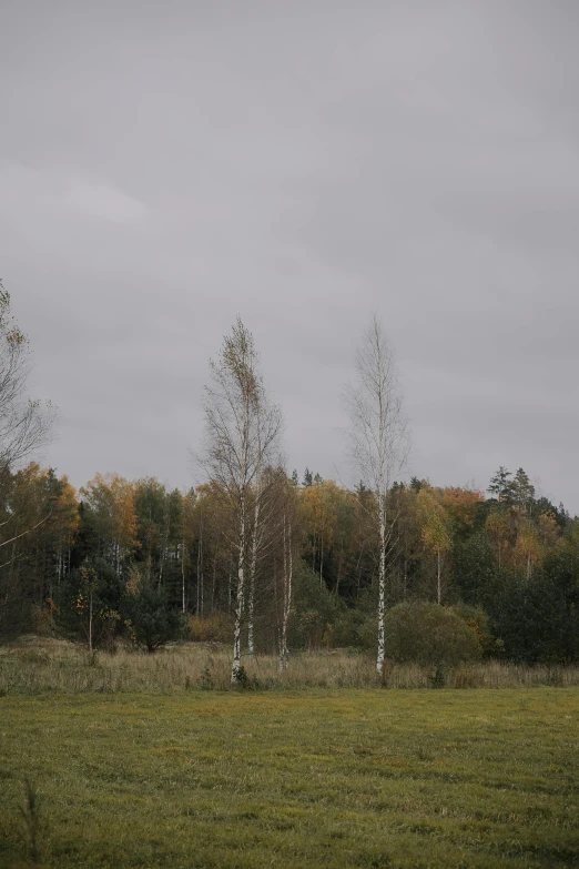 three trees that are in the grass near one another