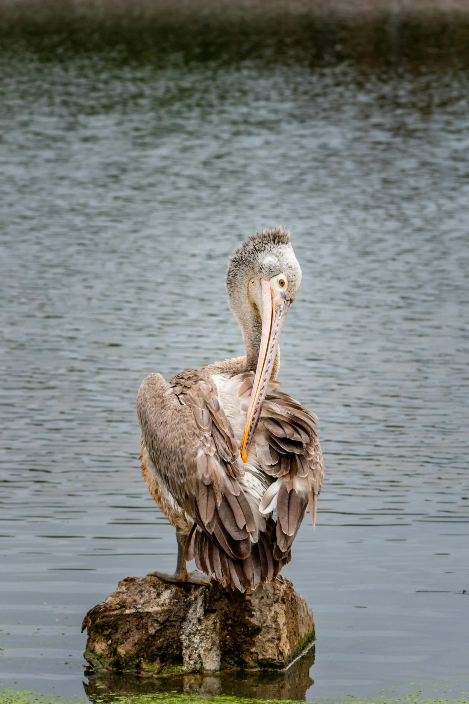 large brown pelican standing on a rock in the water