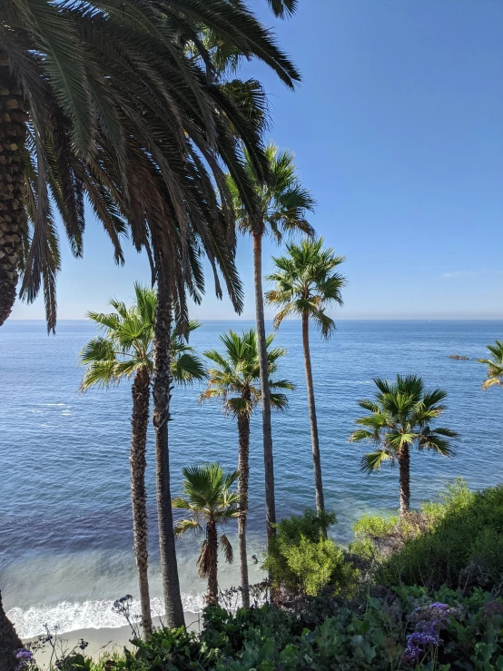 palm trees are standing next to the water