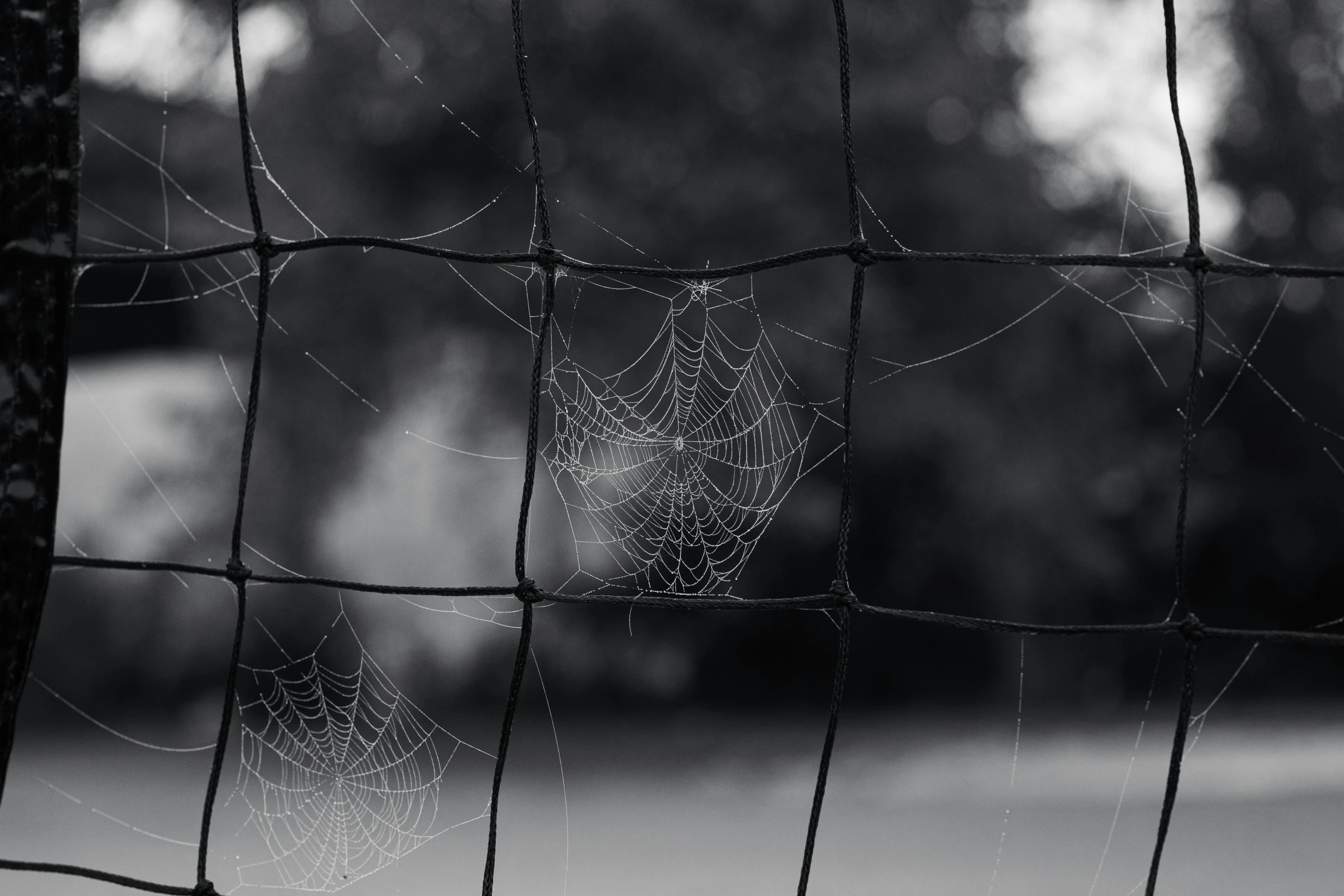 a spider web hangs on a wire fence outside