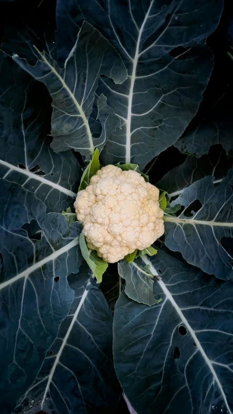 a white cauliflower sitting in the middle of a plant