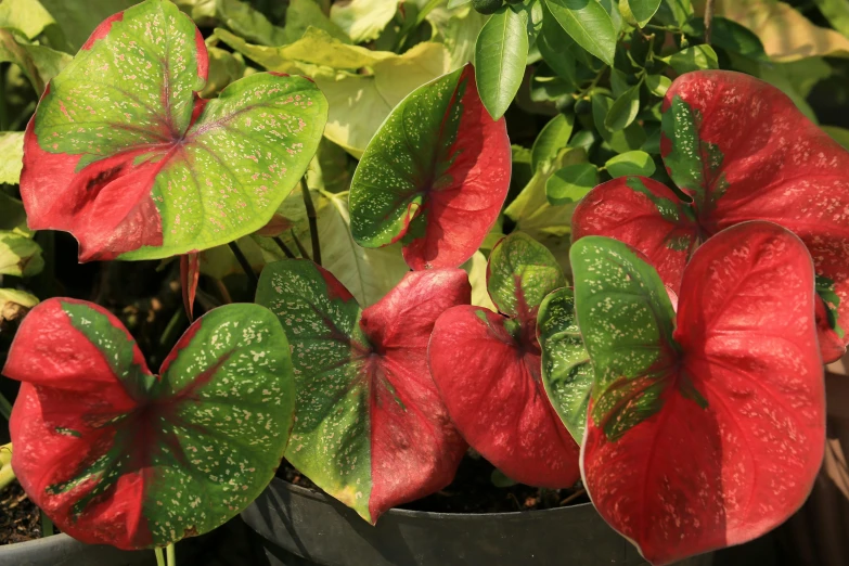 several red and green leaves in a pot