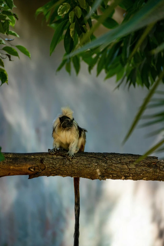 a small bird sitting on a tree nch in the woods