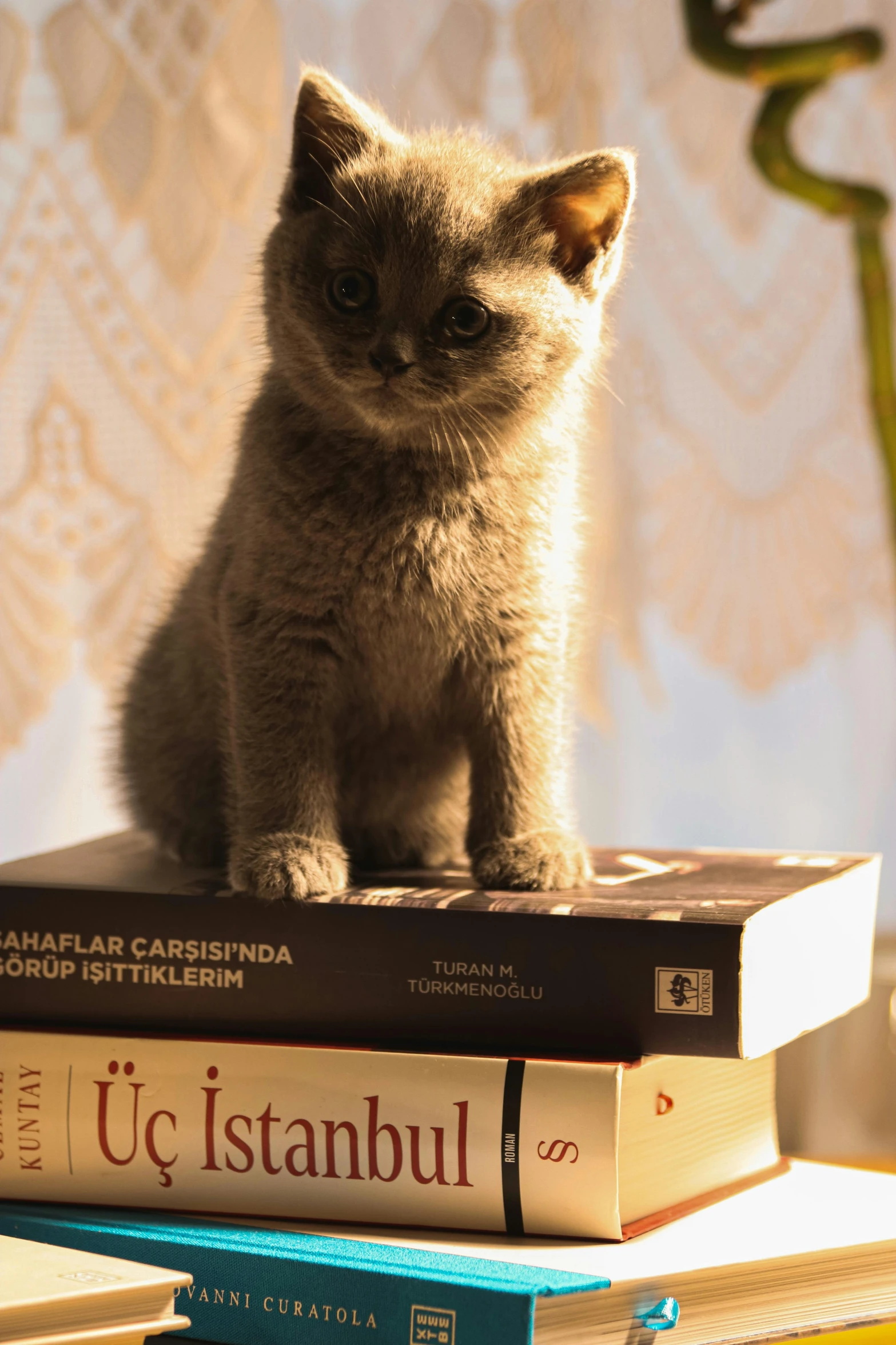 a cat is sitting on three books on top of each other