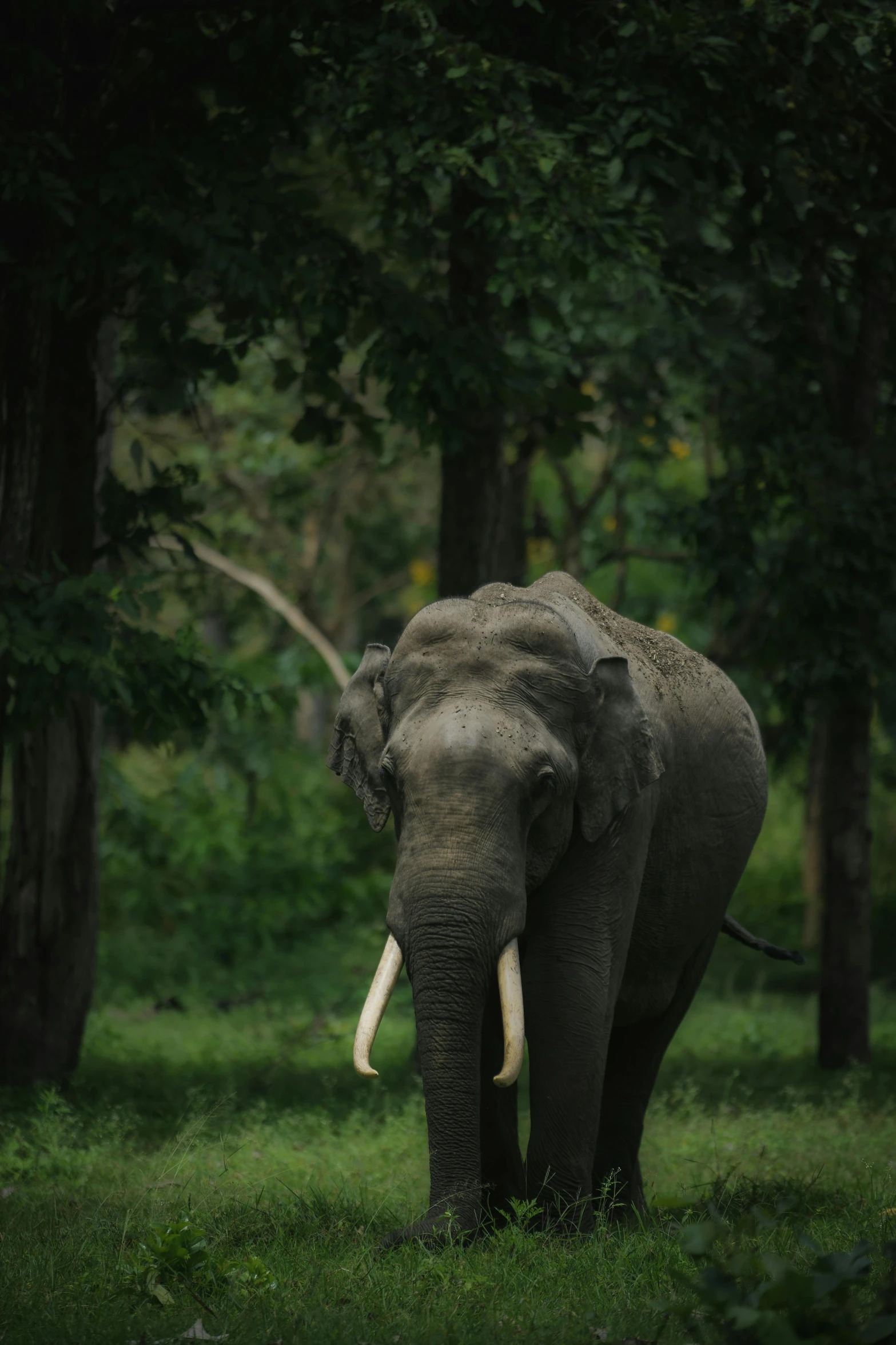 an elephant with white tusks walking through the grass near trees