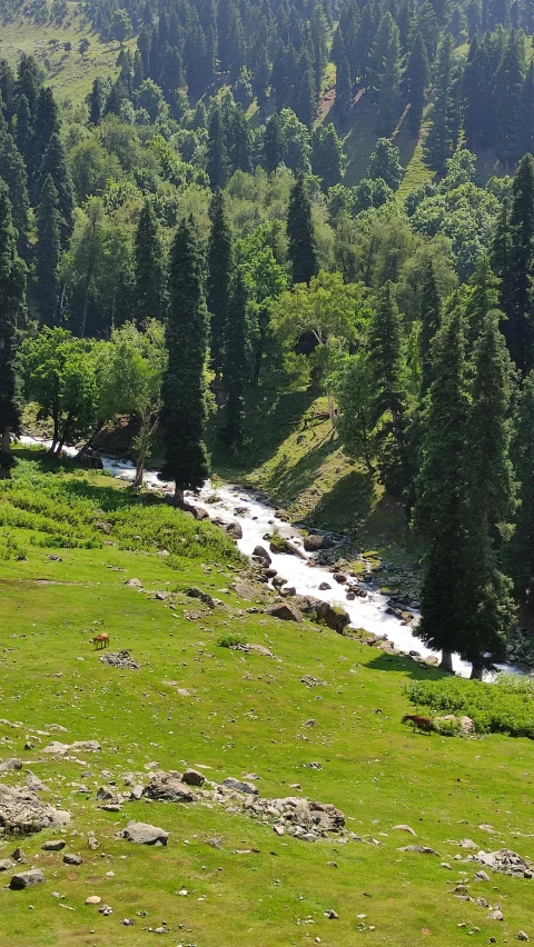 there are trees and grass near the water