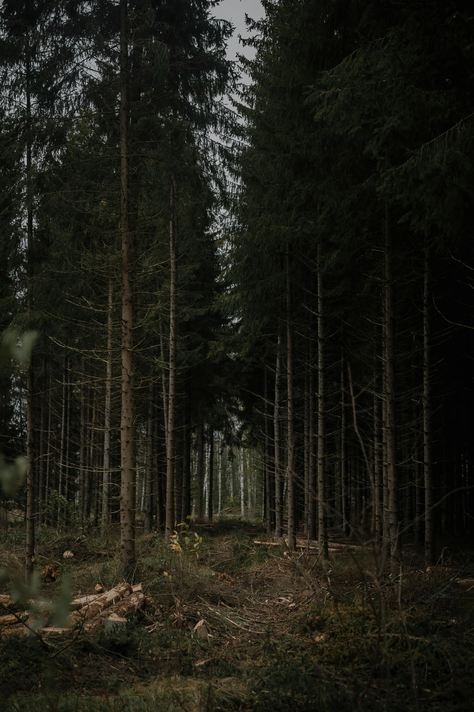 a wooded area with a lot of tall pine trees