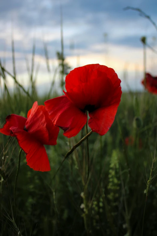 there are three red flowers in the grass