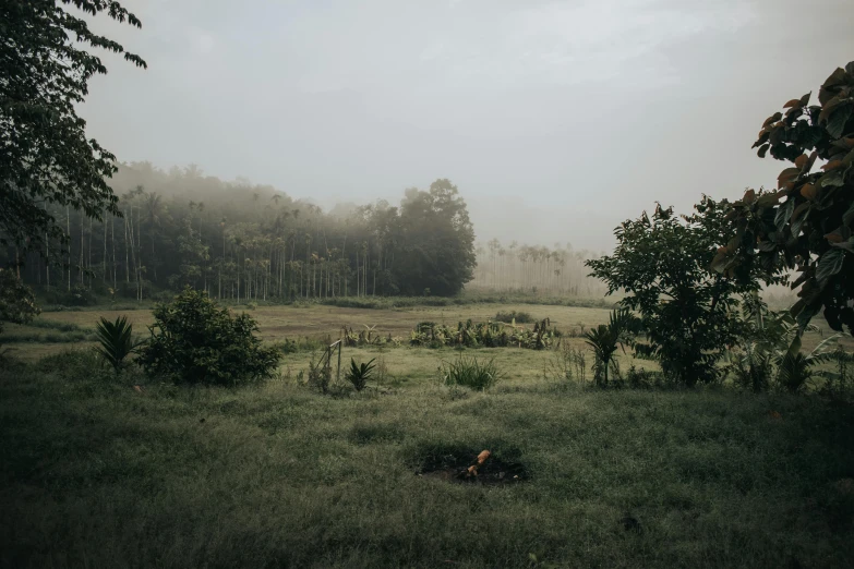 a misty field in the middle of a forest