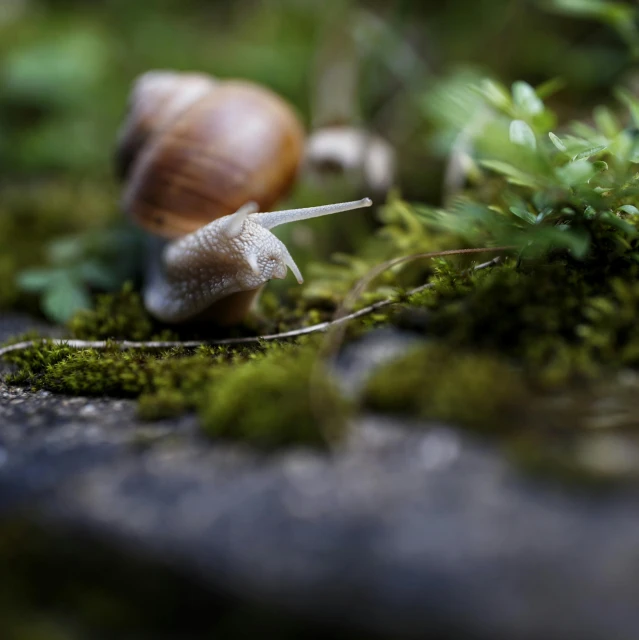 two snails standing on a tree with moss growing all around