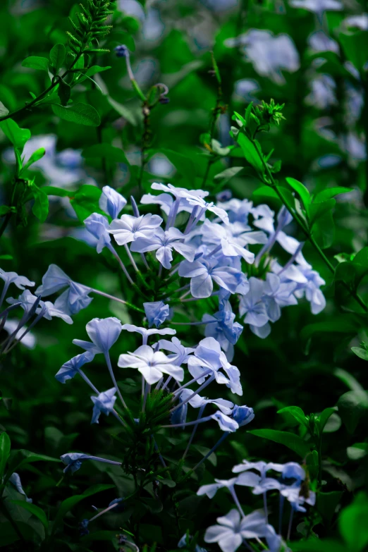 the flower is very blue and green and bright