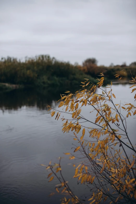 an image of tree nches on the side of a river