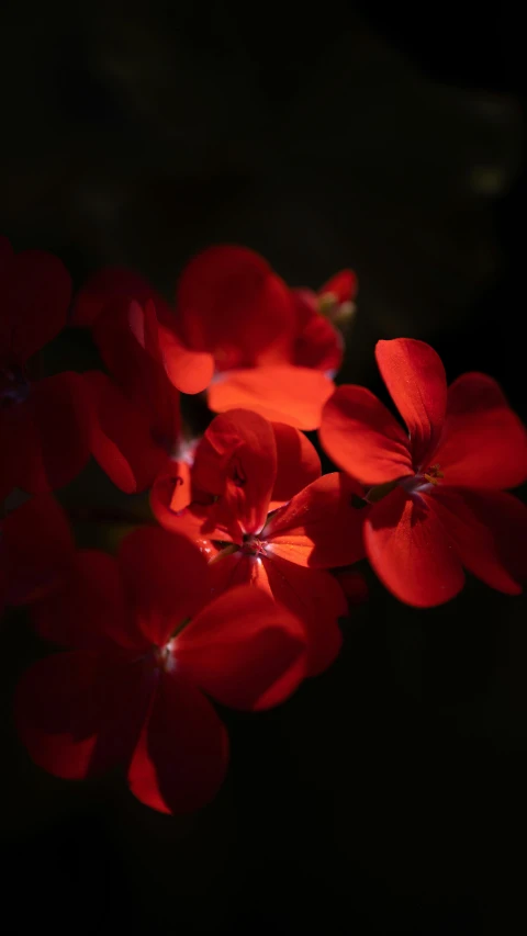 small flowers in the dark with red light