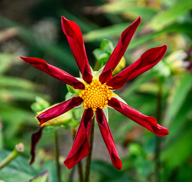 a small flower that is blooming in the grass