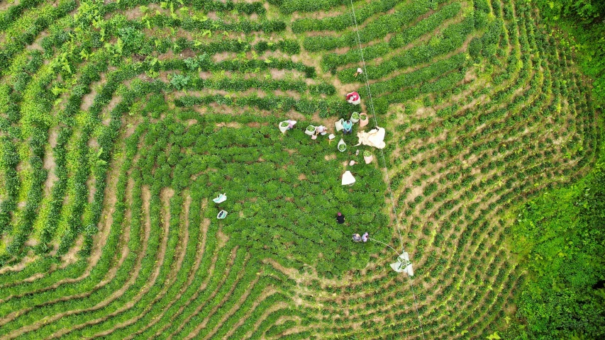 people and animals in a green area with grass