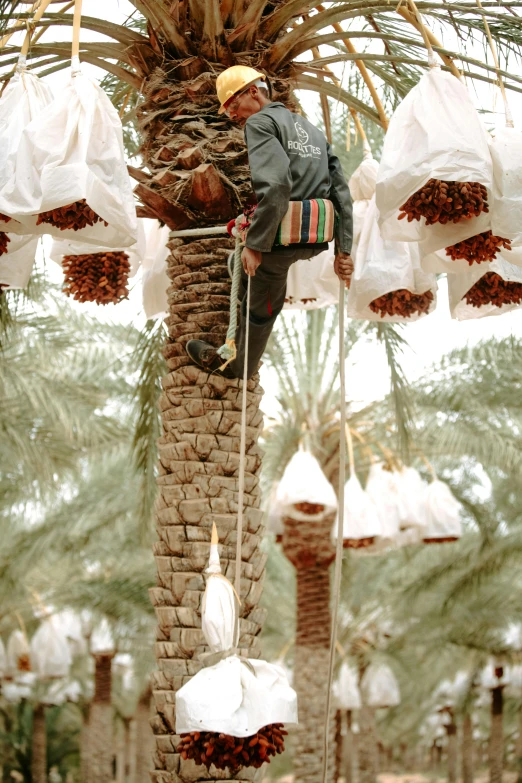 a person on a tree with bags tied to it